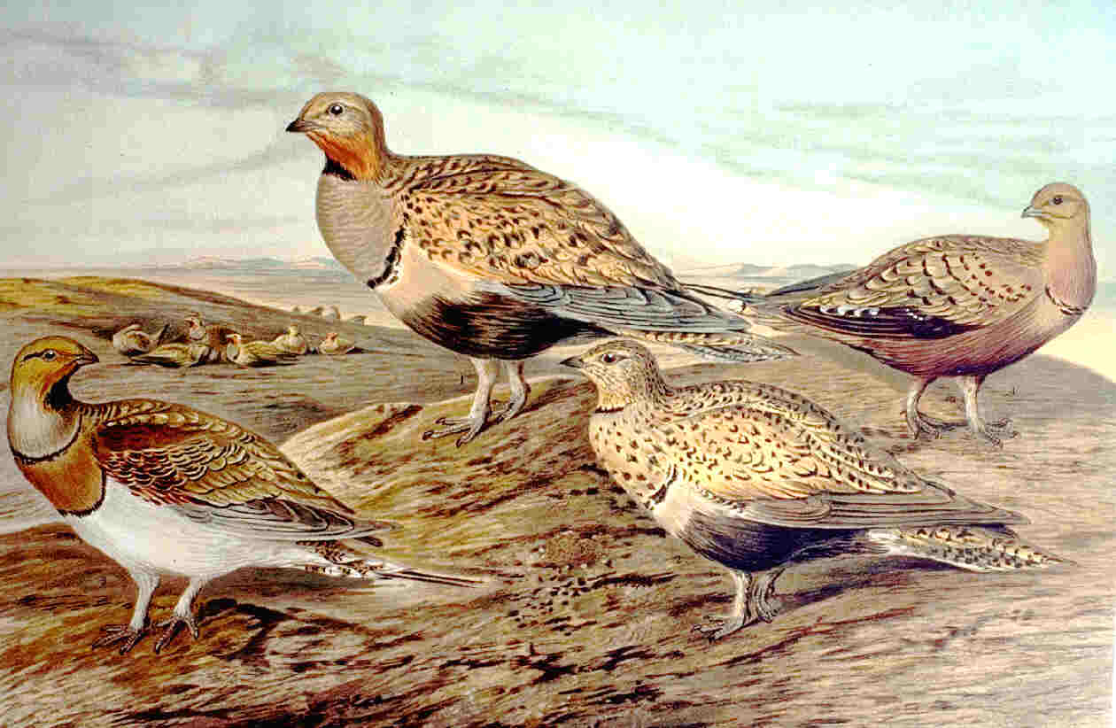 Pterocles