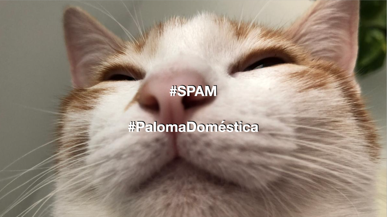 Gato de Paloma Domestica en SPAM