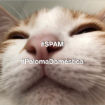 Gato de Paloma Domestica en SPAM