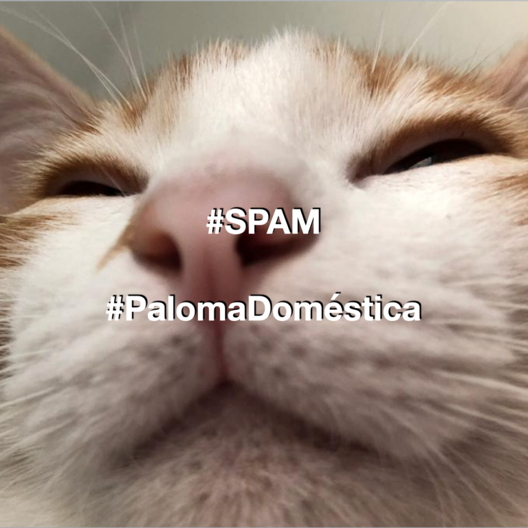 Gato de Paloma Domestica en SPAM