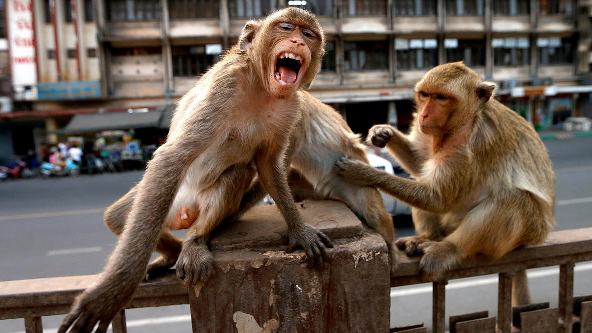Monos ladrones
