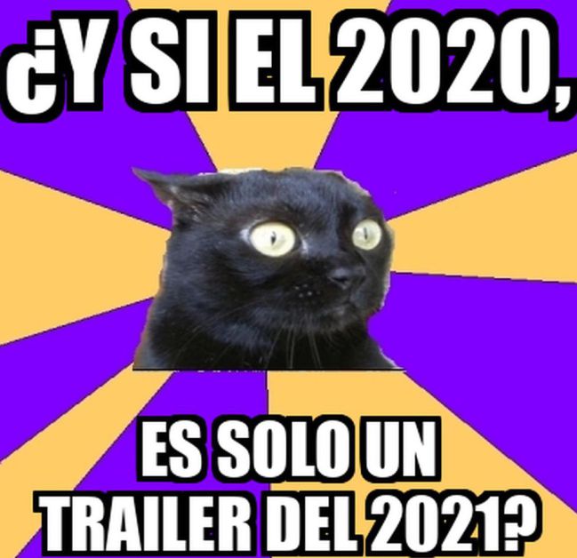 Gato SAlem 21