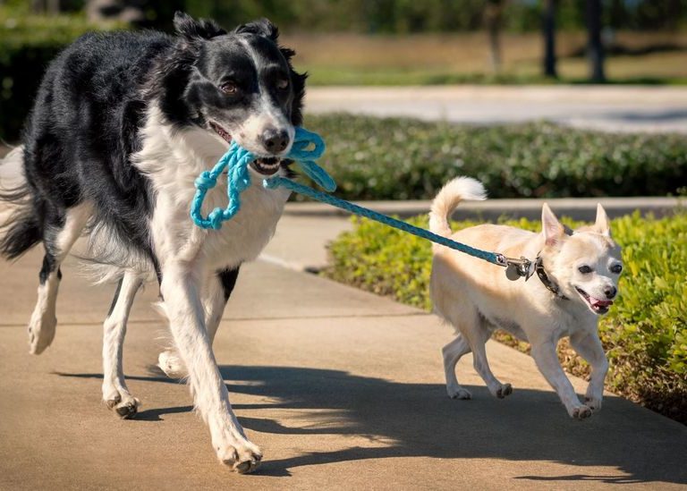 Perritos