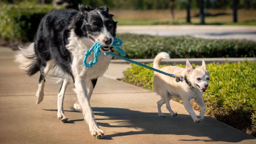 Perritos