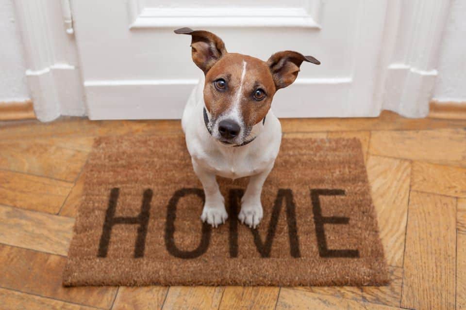 PERRO EN CASA